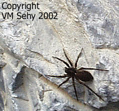 spider on rock