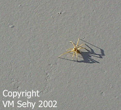 yellow spider