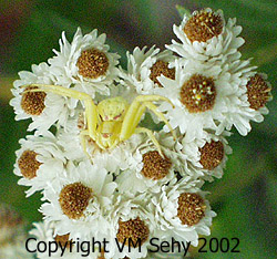 red spotted crab spider
