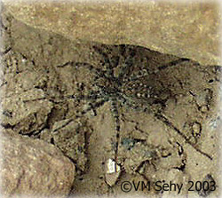 spider under rock