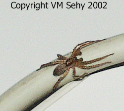 spider on cord
