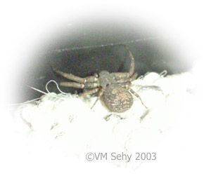 crab spider