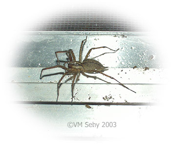 spider on windowsill