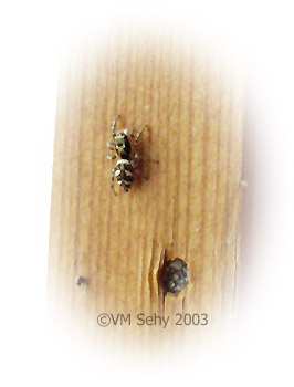 zebra jumping spider