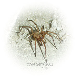 spider