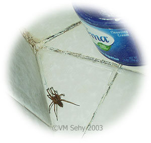 spider in shower