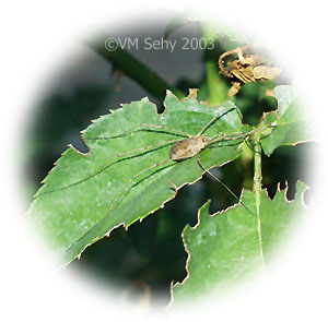 daddy-long-legs