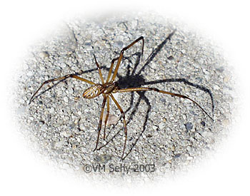 cool spider