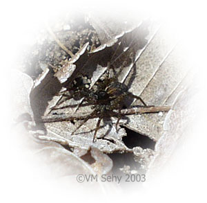 spider on leaf
