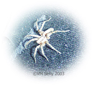 spider on couch