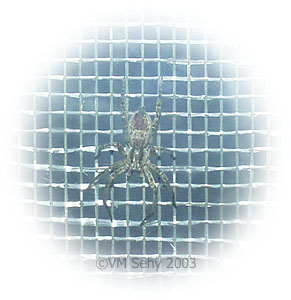 spider on screen