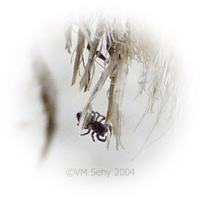 spider on a thistle