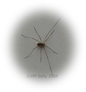 granddaddy long legs