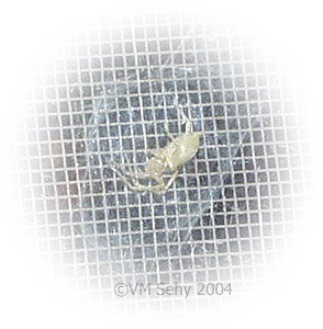 spider in web