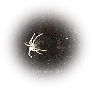spider on window