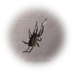 spider on step