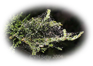 web on branch