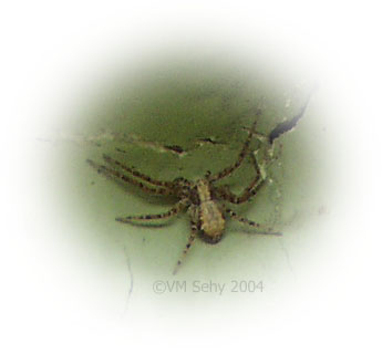 crab spider