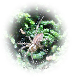 spider in bush