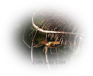 spider