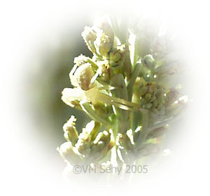 crab spider