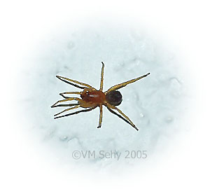 dysdera spider