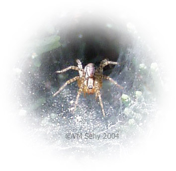 spider