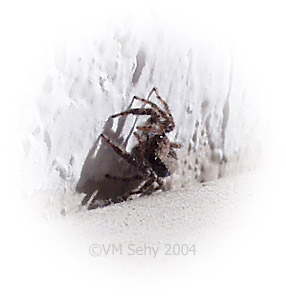 spider