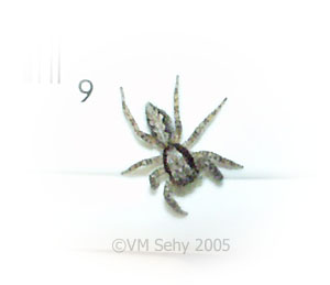 spider on baby wipes