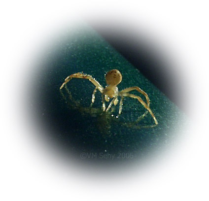 crab spider