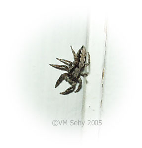 spider on doorjamb