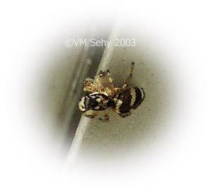 zebra jumping spider